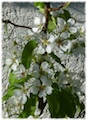 fleurs de poire