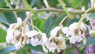 kiwai Fleurs de kiwaï