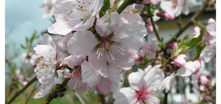 amandiers en fleur