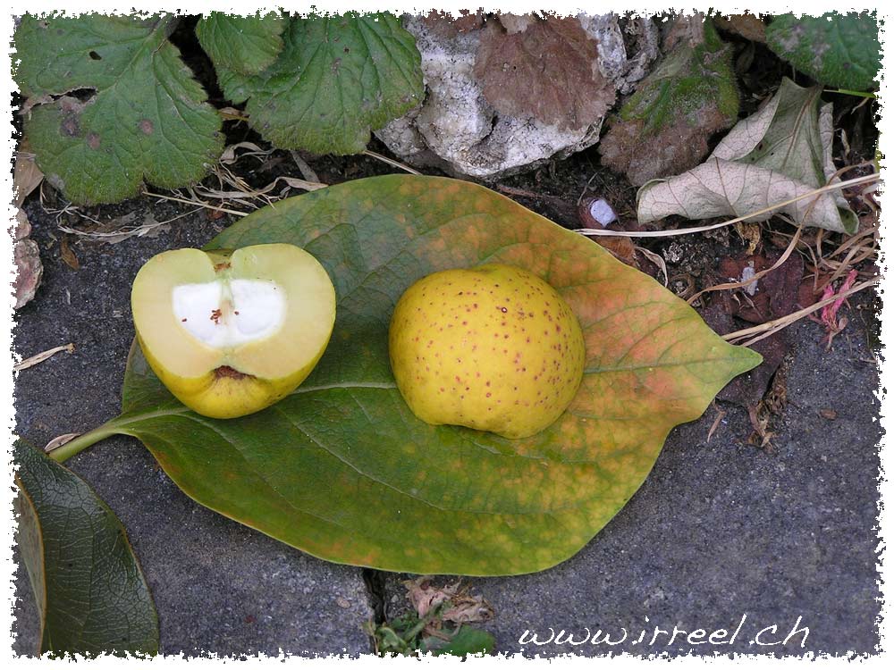 Coings du cognassier du japon ou citron du nord – irreel.org