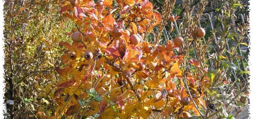 néflier feuilles