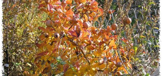 néflier feuilles