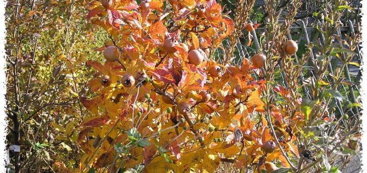 néflier feuilles