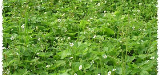 fleurs-de-fraises-des-bois